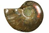Red Flash Ammonite Fossil - Madagascar #187262-1